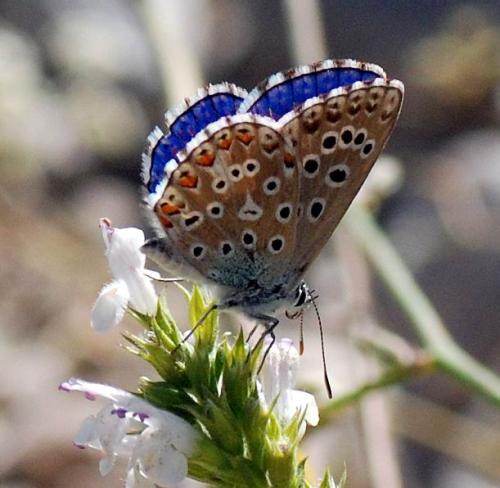 Réf. 77 339 : Polyommatus bellargus