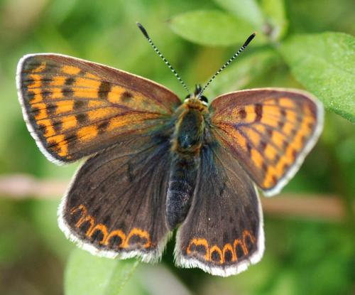Lycaena tityrus