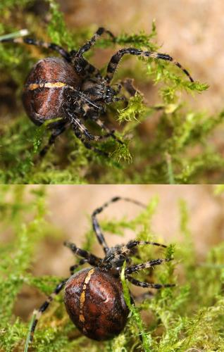 Araneus diadematus