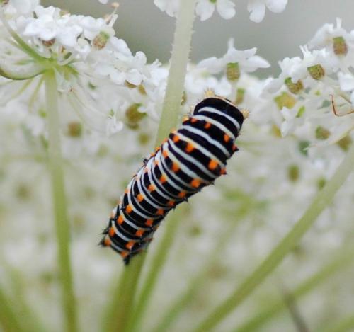 Papilio machaon