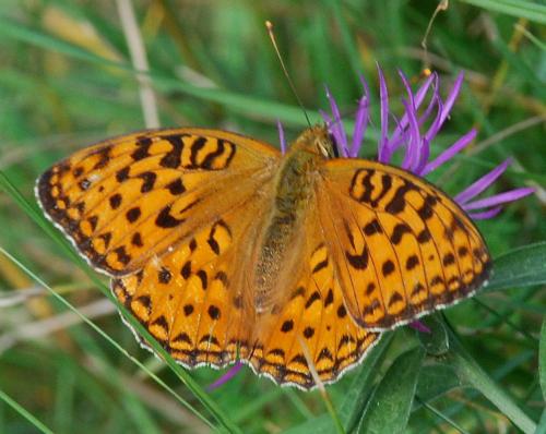 Argynnis adippe