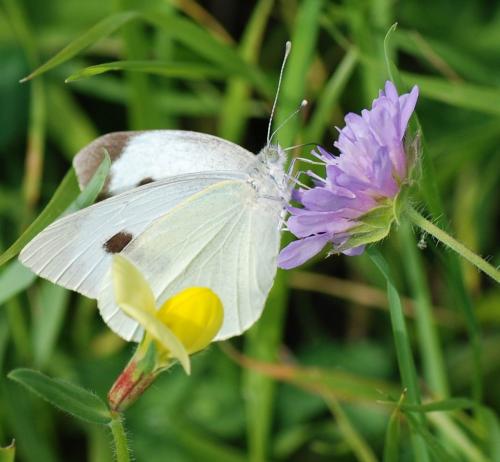 Réf. 77 281 : Pieris brassicae