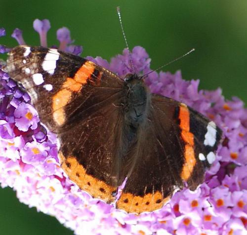 Réf. 77 282 : Vanessa atalanta