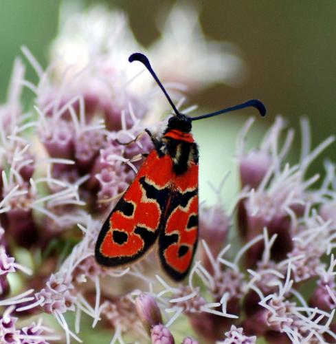 Zygaena fausta