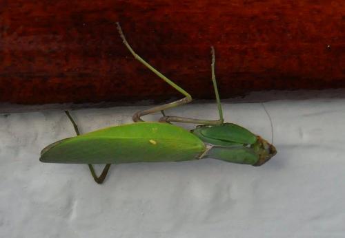 Hierodula tenuidentata