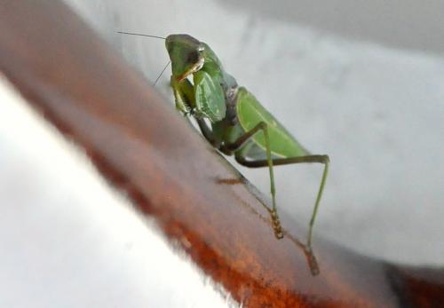 Réf. 77 563 : Hierodula transcaucasica