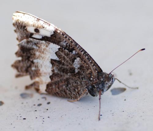 Brintesia circe
