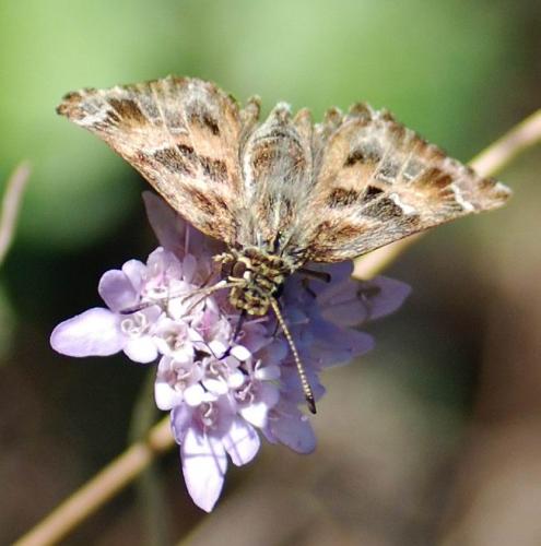 Carcharodus alceae
