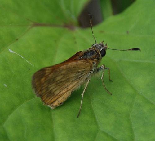 Ochlodes sylvanus
