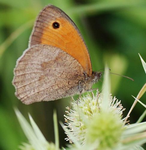 Maniola jurtina