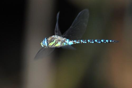 Aeshna mixta