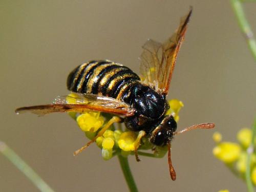 Abia nitens