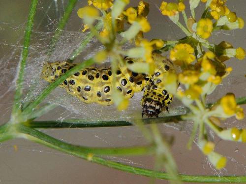 Sitochroa palealis