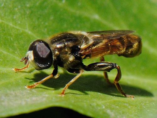 Réf. 77 387 : Merodon avidus