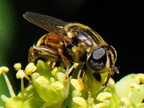 Réf. 77 425 : Merodon avidus