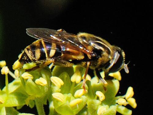 Réf. 77 427 : Merodon avidus