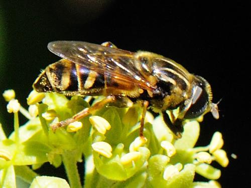 Réf. 77 428 : Merodon avidus
