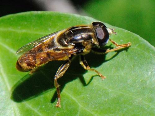 Réf. 77 388 : Merodon avidus