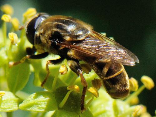 Réf. 77 423 : Merodon avidus