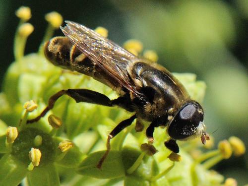 Réf. 77 389 : Merodon avidus
