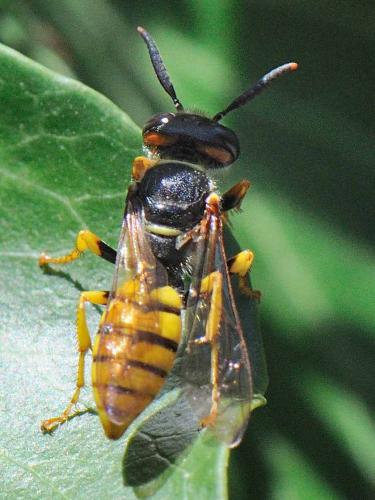 Réf. 77 450 : Philanthus triangulum