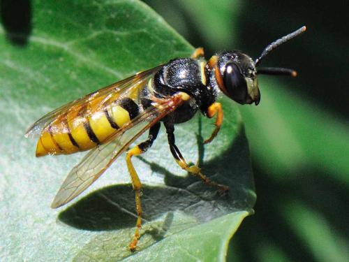 Réf. 77 446 : Philanthus triangulum