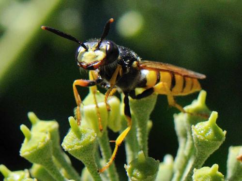 Philanthus triangulum