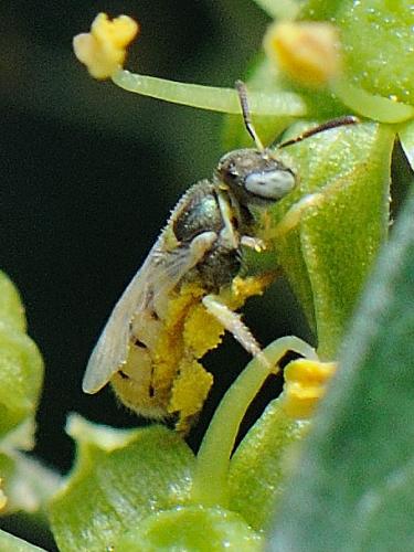 Nomioides sp.