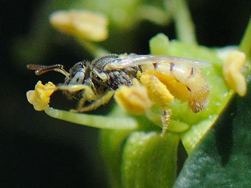 Nomioides sp.