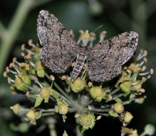 Peribatodes rhomboidaria