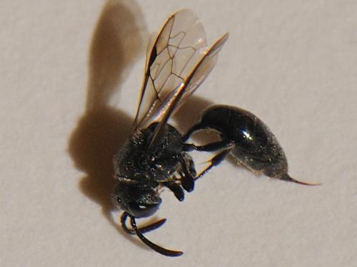 Psenulus fuscipennis