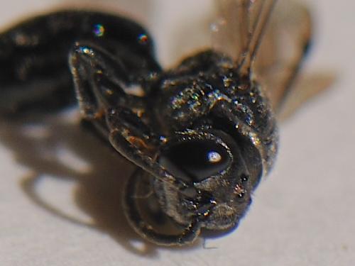 Réf. 77 832 : Psenulus fuscipennis