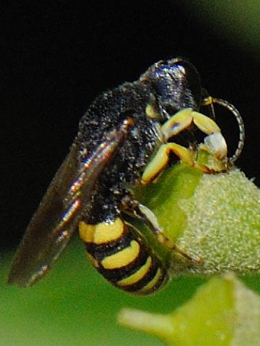 Réf. 77 987 : Lestica clypeata
