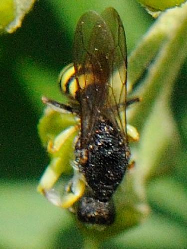 Lestica clypeata