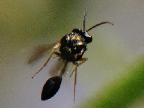 Réf. 77 721 : Stilbula cyniformis