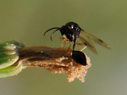 Réf. 77 720 : Stilbula cyniformis