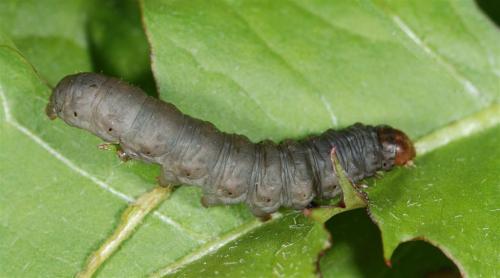Caradrina gilva