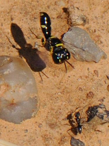 Tracheliodes quinquenotatus