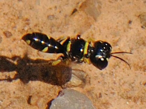 Tracheliodes quinquenotatus