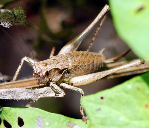 Pholidoptera griseoaptera