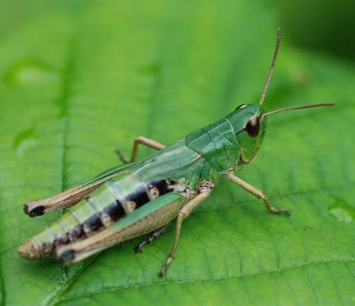 Réf. 77 626 : Pseudochorthippus parallelus