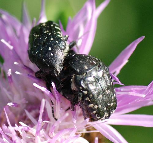 Réf. 77 549 : Oxythyrea funesta