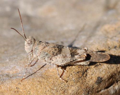 Réf. 77 629 : Oedipoda sp.