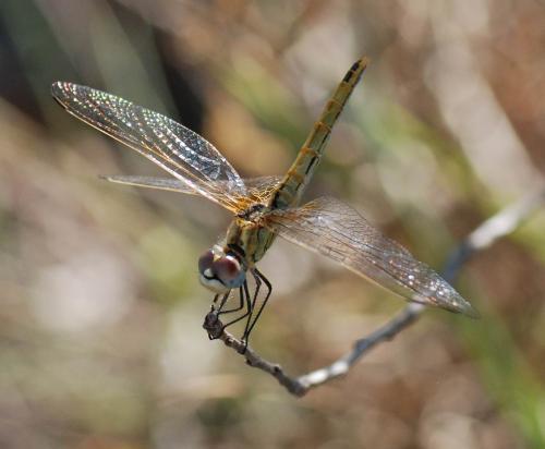 Sympetrum fonscolombii