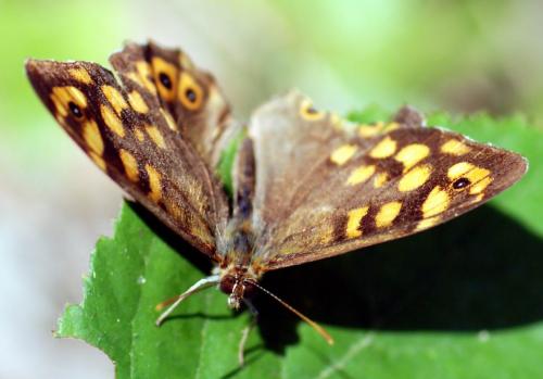 Pararge aegeria