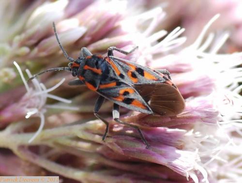 Spilostethus saxatilis