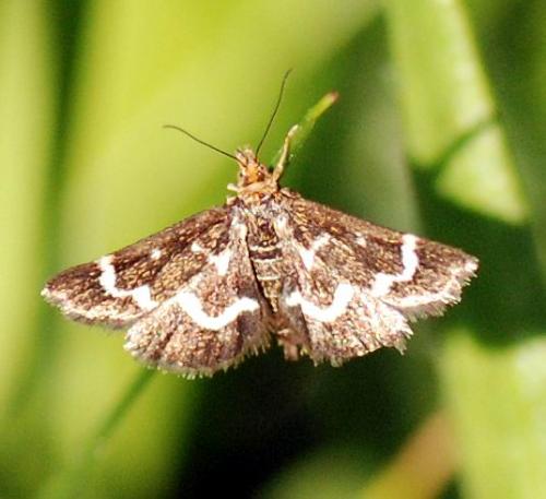 Pyrausta nigrata