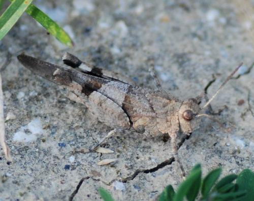 Oedipoda sp.