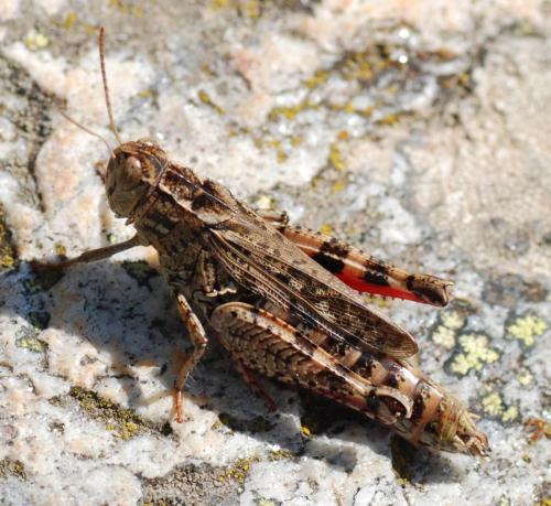 Réf. 77 412 : Calliptamus sp.