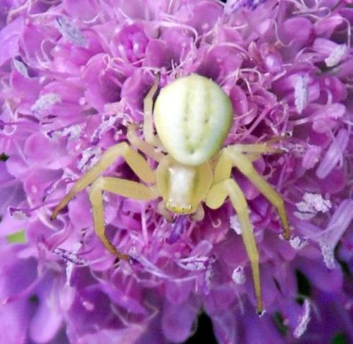 Misumena vatia
